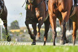 Horse racing horses front